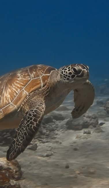 Maafushi: Discover Scuba Diving Class, First Time Experience - Is $110 good value?