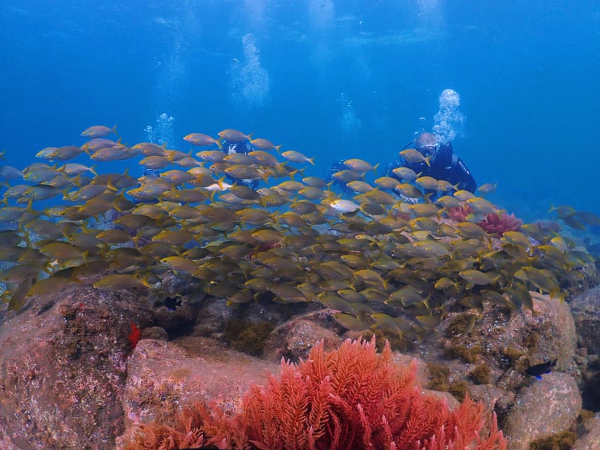 Madeira, Ponta São Lourenço: Scuba Diving for Beginners - What the $53 price really includes