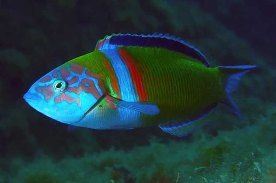 Madeira, Ponta São Lourenço: Scuba Diving for Beginners - Who should book this experience?