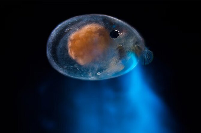 Magical Bioluminescent Night Dive - The opening presentation sets the mood
