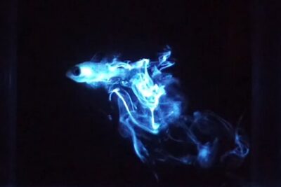 Magical Bioluminescent Night Dive