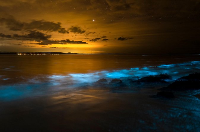 Magical Bioluminescent Night Dive - Who will enjoy this most?