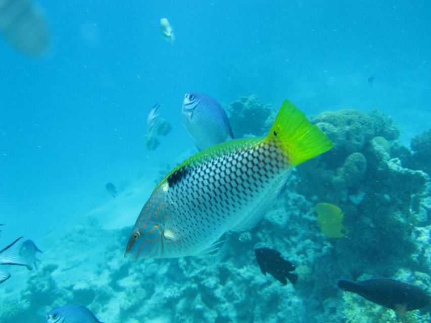 Makadi Bay: Snorkelling and Diving Island Trip - What the snorkeling is really like