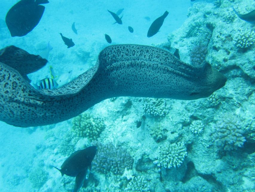 Makadi Bay: Snorkelling and Diving Island Trip - Time to swim, rest, or stay dry