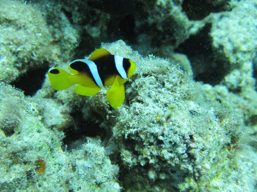Makadi Bay: Snorkelling and Diving Island Trip - Lunch on board