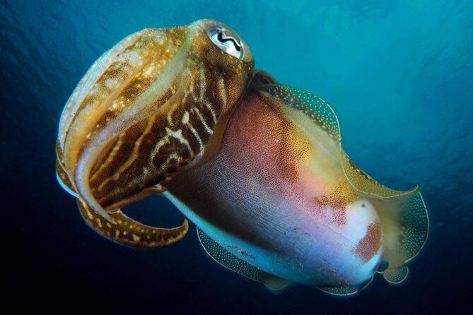 Make a private Try Dive, for your first Scuba experience! - Is $106.82 Fair Value?