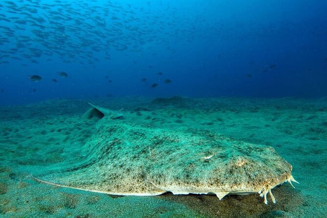 Make a private Try Dive, for your first Scuba experience! - Practical Timing and Cancellation Advice