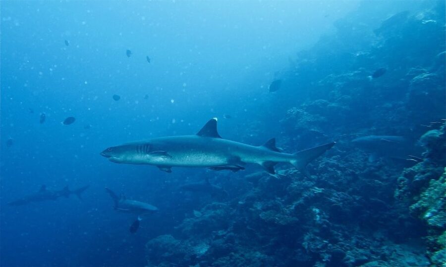 Malapascua: Advance Divers Shark Dive & Optional Transfer - How the schedule can change