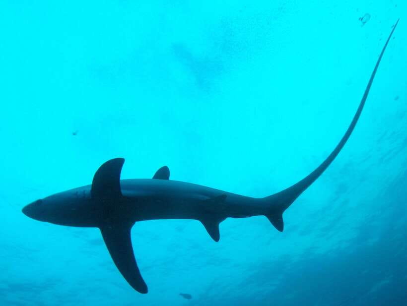 Malapascua: Advance Divers Shark Dive & Optional Transfer - Monad Shoal and Kimud Shoal: what changes between them