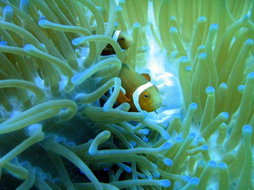 Malapascua: Advance Divers Shark Dive & Optional Transfer - What the underwater encounters are like
