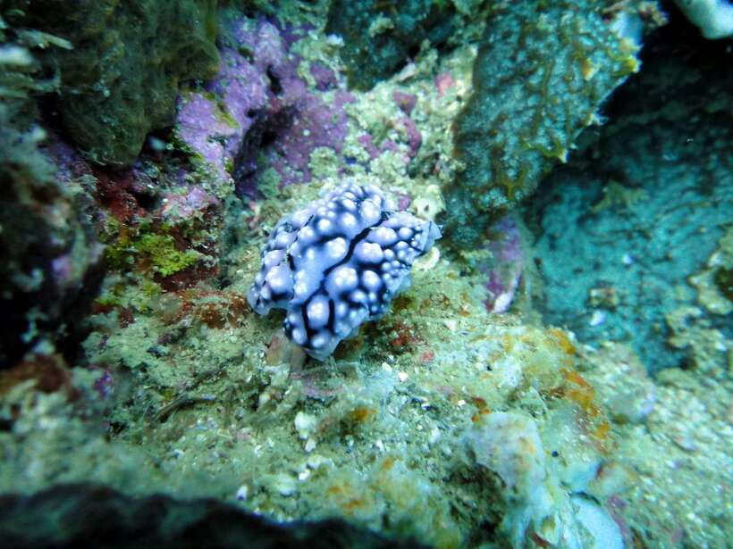Malapascua: Advance Divers Shark Dive & Optional Transfer - Getting from Cebu or Mactan to Malapascua
