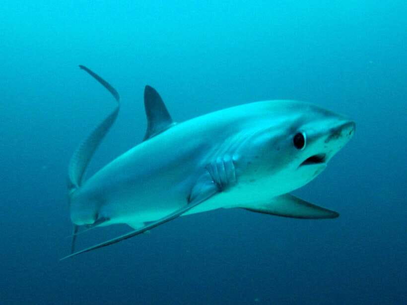 Malapascua: Advance Divers Shark Dive & Optional Transfer - The 5 AM start and the boat ride to the shoals