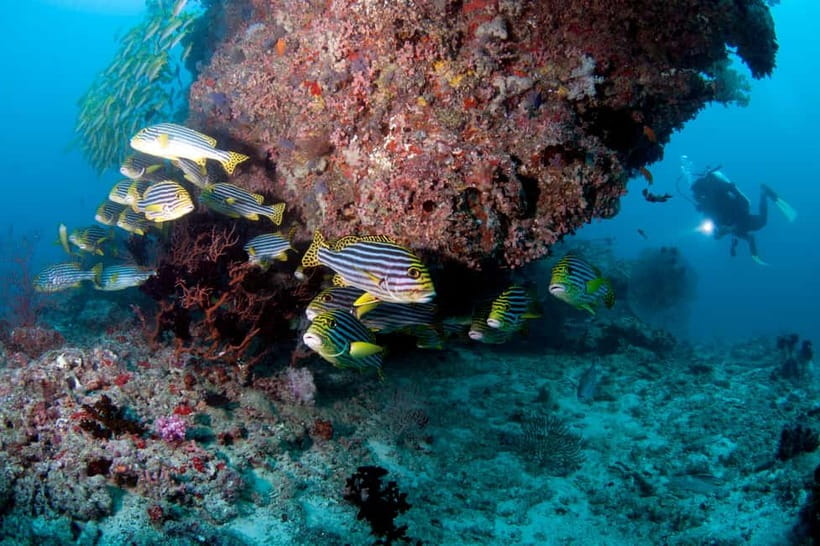 Maldives: Discover Scuba Diving - What this Maldives scuba session is really for