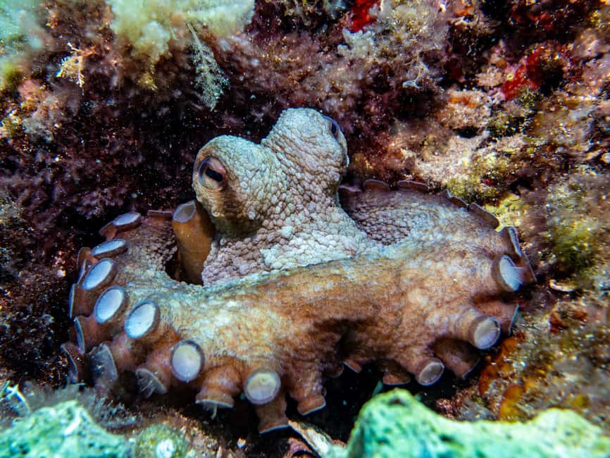 Mallorca: Adventure Diving (without a license - in the quiet off-season) - Key Things To Know Before You Book