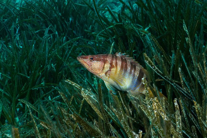 Mallorca: Discover Scuba Diving from the beach - What the two-hour Mallorca session includes