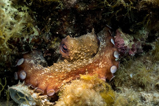 Mallorca: Discover Scuba Diving from the beach - Meeting Tony, Raul, Tim, Mateus, or Liliane