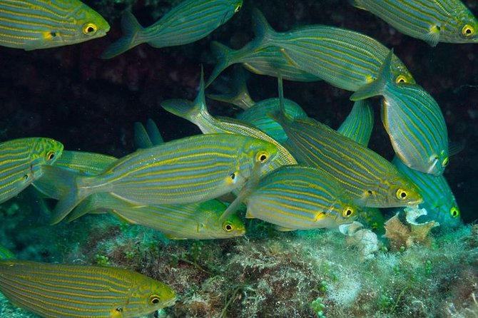 Mallorca: Discover Scuba Diving from the beach - The short lesson comes before the sea