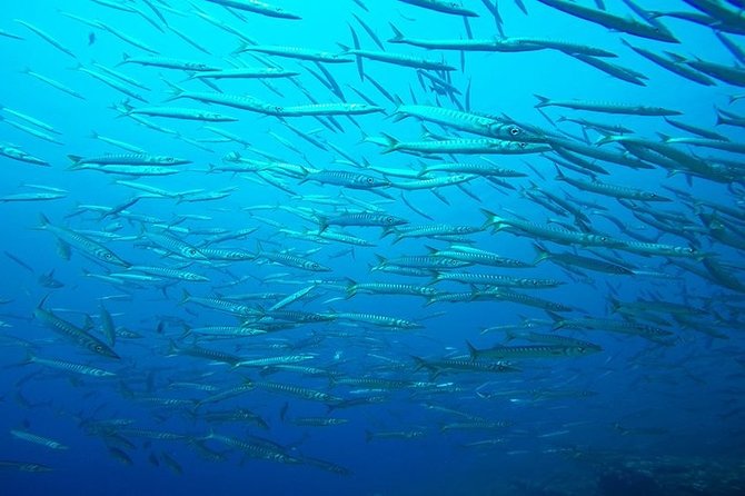 Mallorca: Discover Scuba Diving from the boat - A first look beneath Mallorca’s surface