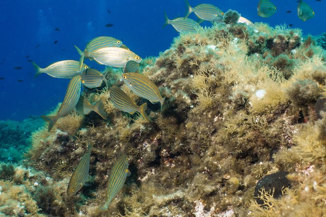 Mallorca: Discover Scuba Diving from the boat - What the $290.25 price really covers