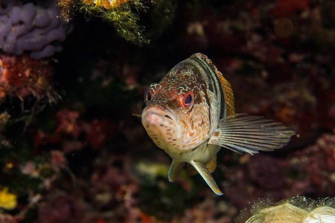 Mallorca: Discover Scuba Diving from the boat - The equipment concern deserves attention