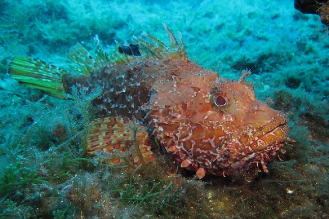 Mallorca: Discover Scuba Diving from the boat - The land briefing comes first