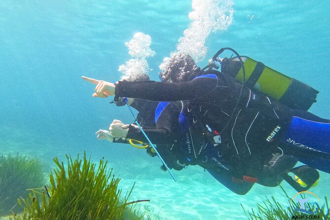 Mallorca PRIVATE Reservation<em>Scuba dive + photo/video – Key Points At A Glance’ /></p>
<ul>
<li><strong>Private instruction for one or two people:</strong> You will not be placed in a large beginner group, and the instructor can focus on your breathing, comfort, and equipment.</li>
<li><strong>A shore-based start near Palma:</strong> The session begins from the shore, with the actual water location about 15 minutes by car from central Palma.</li>
<li><strong>Shallow water up to roughly 5 or 6 meters:</strong> You start at about 1 meter while learning to breathe and adapt to the equipment.</li>
<li><strong>GoPro 10 photos and videos included:</strong> An assistant records underwater moments, including images taken through much of the session.</li>
<li><strong>A short theory briefing in simple English:</strong> The basic explanation lasts about 10 minutes, with French theory available online and more than 24 other languages offered.</li>
<li><strong>Allow about two hours total:</strong> Expect roughly 45 to 50 minutes underwater, plus preparation, instruction, and equipment handling.</li>
</ul>
<h2>Why This Mallorca Experience Works For Beginners</h2>
<p>Scuba dive + photo/video – Why This Mallorca Experience Works For Beginners’ /></p>
<p><p>Many first-time scuba sessions fail by asking too much too soon. This one takes the opposite approach. You begin from the shore, get used to the equipment in shallow water, and learn how breathing feels before moving farther out.</p>
</p>
<p><p>That gradual pace matters. Breathing through a regulator is simple once you are used to it, but it can feel strange during the first few minutes. Your instructor remains close and is described as holding and helping you throughout the session. If you become uncomfortable, the equipment can be inflated like a life jacket, helping you float while the instructor assists.</p>
</p>
<p><p>You do not need to know how to swim, according to the provided information. That does not remove the need to complete the medical paperwork or listen carefully to the safety briefing, but it does make the experience more approachable for people who have never taken a scuba lesson.</p>
</p>
<p><p>The private format is one of the strongest reasons to choose this activity. The ratio is one instructor to a maximum of two participants. If you are a couple, friends, or a parent and older child who meet the participation requirements, you get far more personal attention than in a standard group session.</p>
</p>
<div class="twil" style="margin: 20px 0; padding: 15px 0;"><p>More Private Dive Charters in Spain</p><ul style="margin: 10px 0; padding-left: 0; list-style: none;"><li style="margin: 0 0 12px 0; padding: 0 0 12px 0; border-bottom: 1px solid #DDEBEF; line-height: 1.4;"><a href="https://diveescapes.com/private-beginner-scuba-experience-in-mallorca/">Private Beginner Scuba experience in Mallorca</a><br><span style="font-size: 0.82em; color: #555;"><span style="color: #0E6E8C;">★</span> 5.0 · 117 reviews</span></li><li style="margin: 0 0 12px 0; padding: 0 0 12px 0; border-bottom: 1px solid #DDEBEF; line-height: 1.4;"><a href="https://diveescapes.com/private-scuba-diving-in-tenerife-certified-instructor-photos/">Private Scuba Diving in Tenerife – Certified Instructor & Photos</a><br><span style="font-size: 0.82em; color: #555;"><span style="color: #0E6E8C;">★</span> 5.0 · 103 reviews</span></li><li style="margin: 0; padding: 0; border-bottom: none; line-height: 1.4;"><a href="https://diveescapes.com/tenerife-private-scuba-diving-certified-instructor-photos/">Tenerife: Private Scuba Diving–Certified Instructor & Photos</a><br><span style="font-size: 0.82em; color: #555;"><span style="color: #0E6E8C;">★</span> 4.9 · 65 reviews</span></li></ul></div><h2>Meeting Alex, Jose, Or Another Instructor</h2>
<p><img width="669" height="446" decoding="async" src=