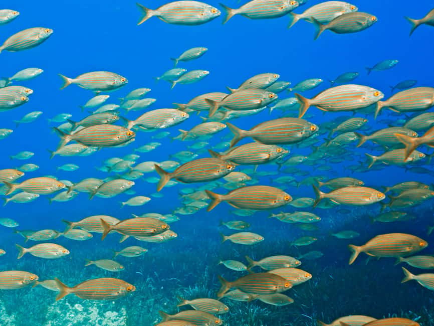 Mallorca: Snorkeling tour with diving instructor from a boat - Cap de Formentor - A 15-Minute Briefing Before You Enter