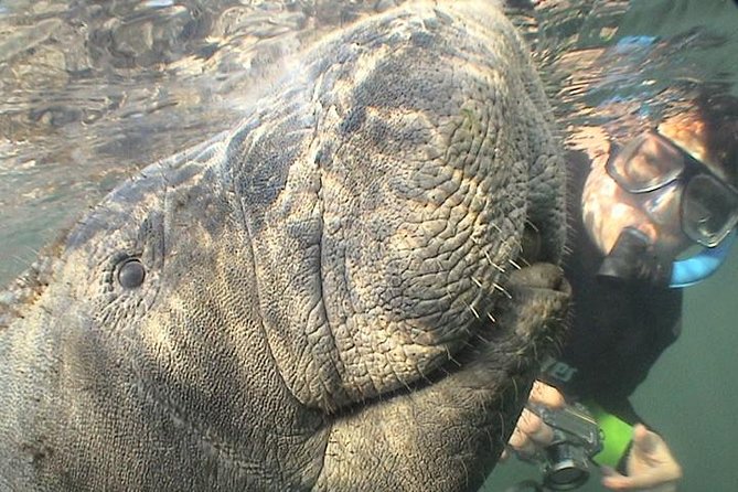 Manatee Snorkel Tour from American Pro Diving Center - Three Sisters Springs and the search for manatees