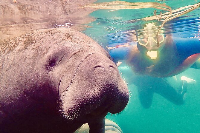 Manatee Snorkel Tour from American Pro Diving Center - What swimming beside a manatee is really like