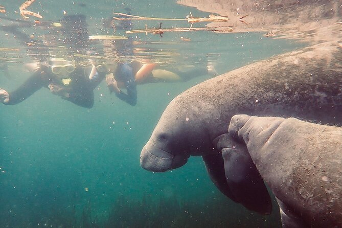 Manatee Snorkel Tour from American Pro Diving Center - Hunter Springs Park, Pete’s Pier, and King’s Bay