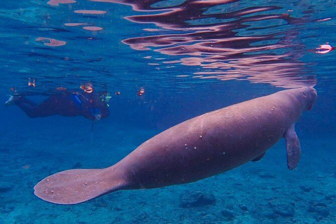 Manatee Snorkel Tour from American Pro Diving Center - The guides make the family difference
