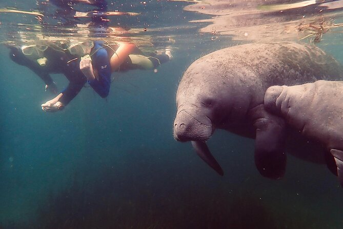 Manatee Snorkel Tour from American Pro Diving Center - The boat ride through Crystal River