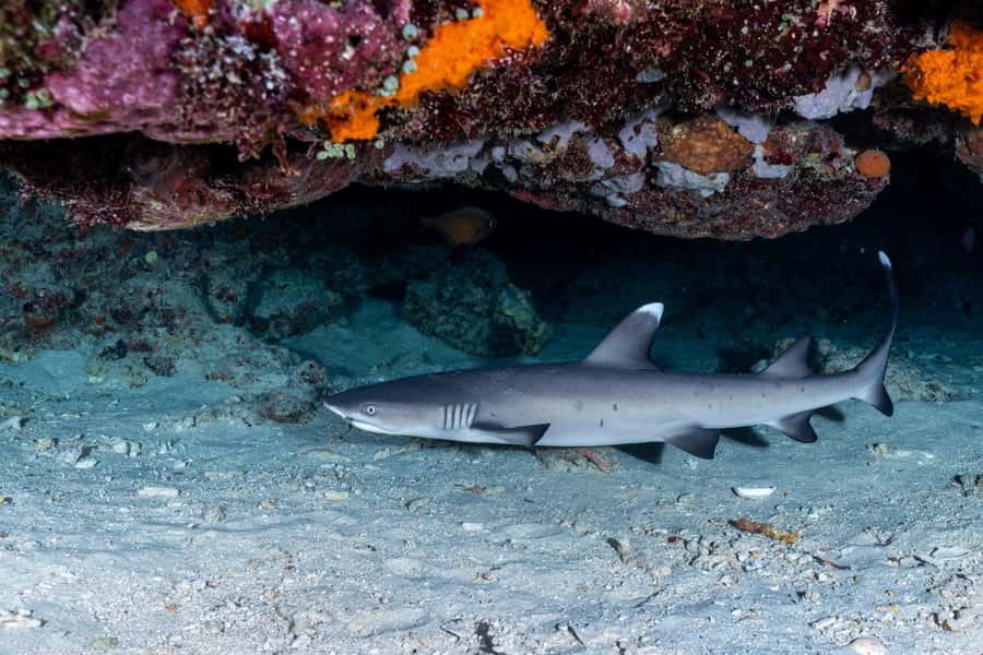 Manta Dive Gili Trawangan: Discover Scuba Diving - Should you book Manta Dive Gili Trawangan?