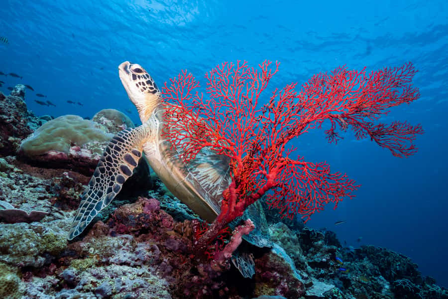 Manta Dive Gili Trawangan: Discover Scuba Diving - A quiet approach to marine life matters
