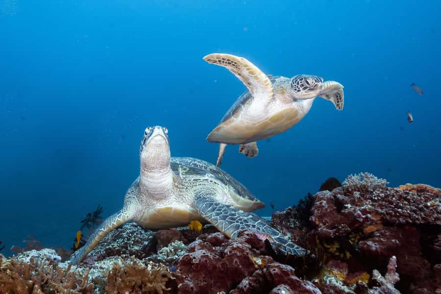 Manta Dive Gili Trawangan: Discover Scuba Diving - Meeting at Manta Dive Gili Trawangan