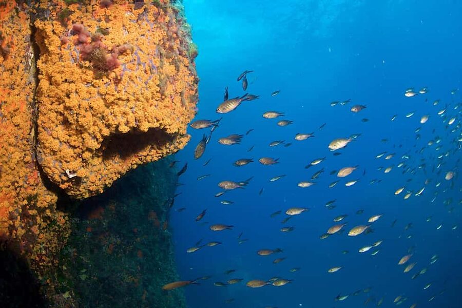 Marina di Campo: Try diving on the island of Elba - Key Points Before You Book