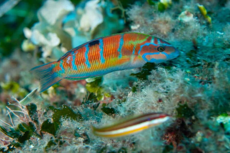 Marina di Campo: Try diving on the island of Elba - What the 20 to 25 Minute Session Feels Like