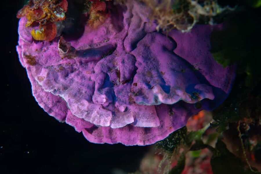 Marina di Campo: Try diving on the island of Elba - The Staff Matter More Than the Scenery