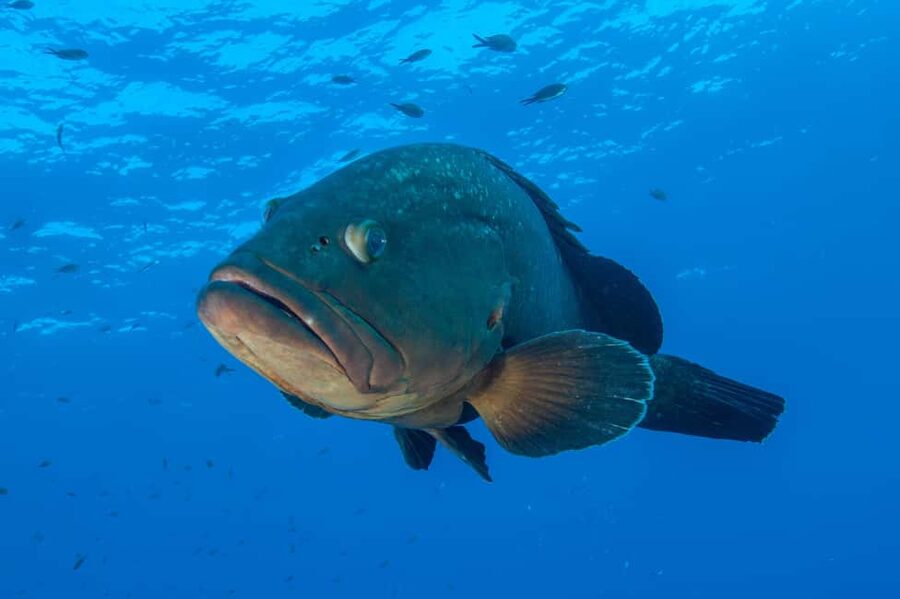 Marina di Campo: Try diving on the island of Elba - Is $94 a Fair Price?