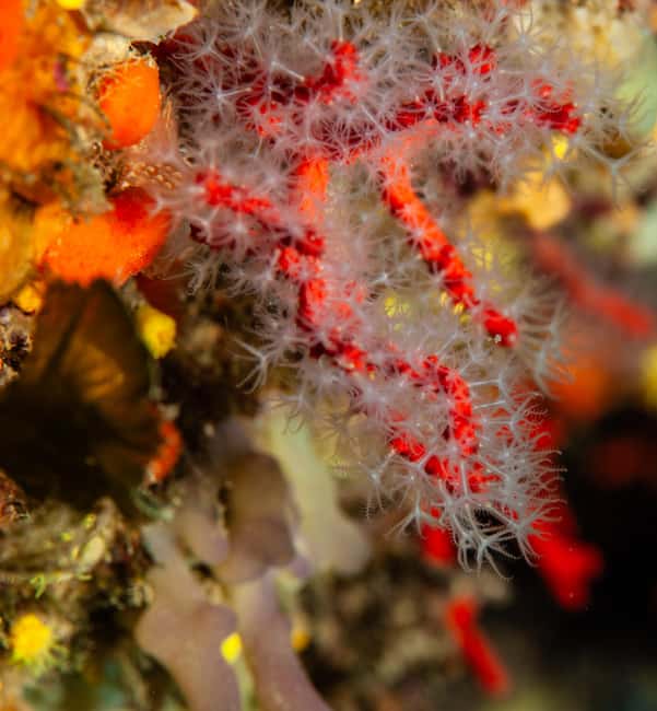 Marina di Campo: Try diving on the island of Elba - Who Should Book This Experience?