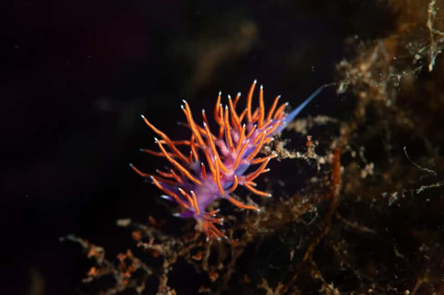 Marina di Campo: Try diving on the island of Elba - Timing, Meeting Point, and Afternoon Planning