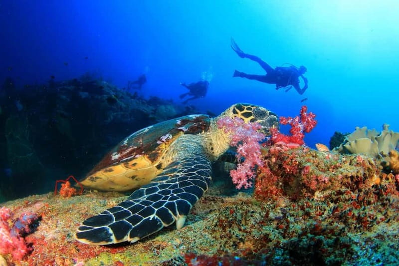 Marmaris: Scuba Diving, Incl. 2 Dive, Lunch w/Hotel Transfer - Photos, video, and the real cost