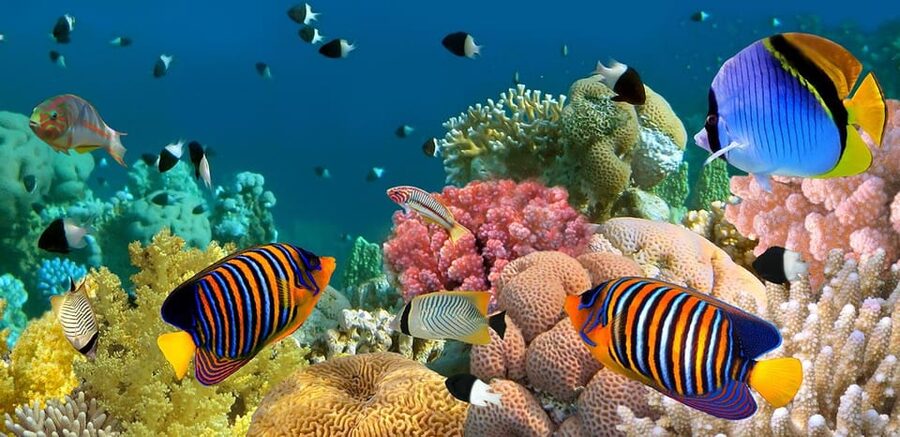 Marmaris: Scuba Diving with a Qualified Instructor - Practical tips for a calmer day