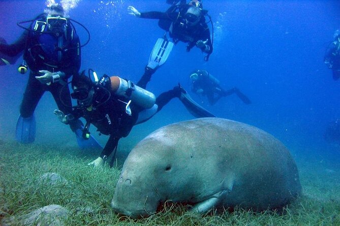 Marsa Mubarak Full Day and one intro Diving With Lunch, Transfer - Marsa Alam - Key points to know before booking