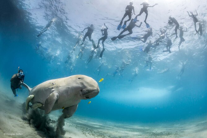Marsa Mubarak Full Day and one intro Diving With Lunch, Transfer - Marsa Alam - Transport, timing, and group size