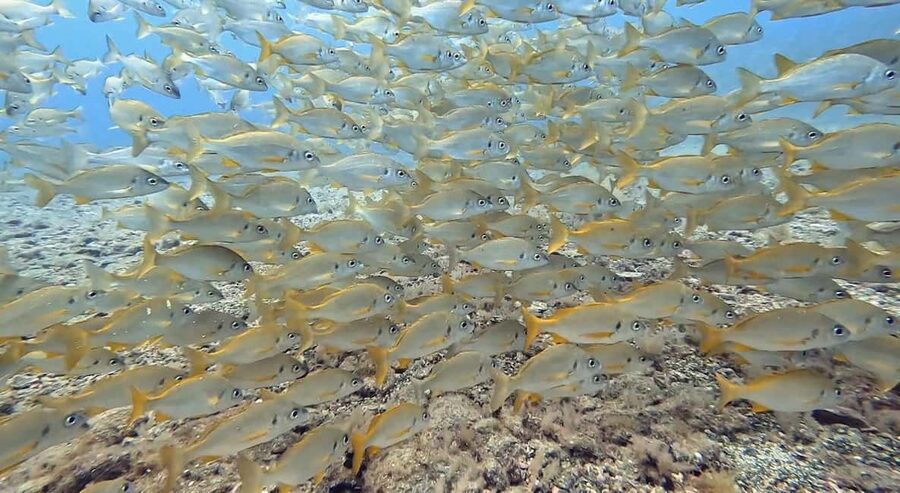 Maspalomas: Discover Scuba Diving with Pickup - From Maspalomas to the water