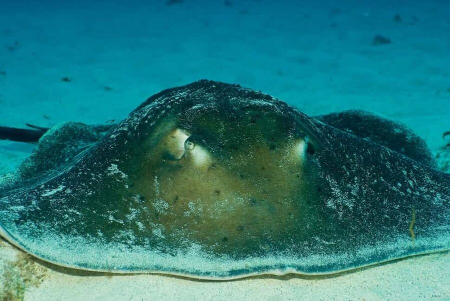 Maspalomas: Discover Scuba Diving with Pickup - What the strongest feedback tells you