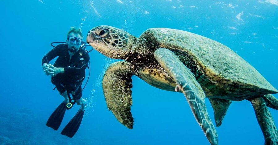 Maui: Beginner Discovery Scuba Dive Excursion from Lahaina - Key points to know before booking