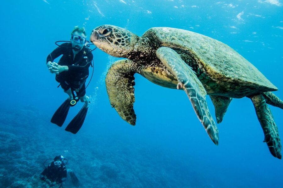 Maui: Beginner Discovery Scuba Dive Excursion from Lahaina - Cancellation, language, and booking flexibility