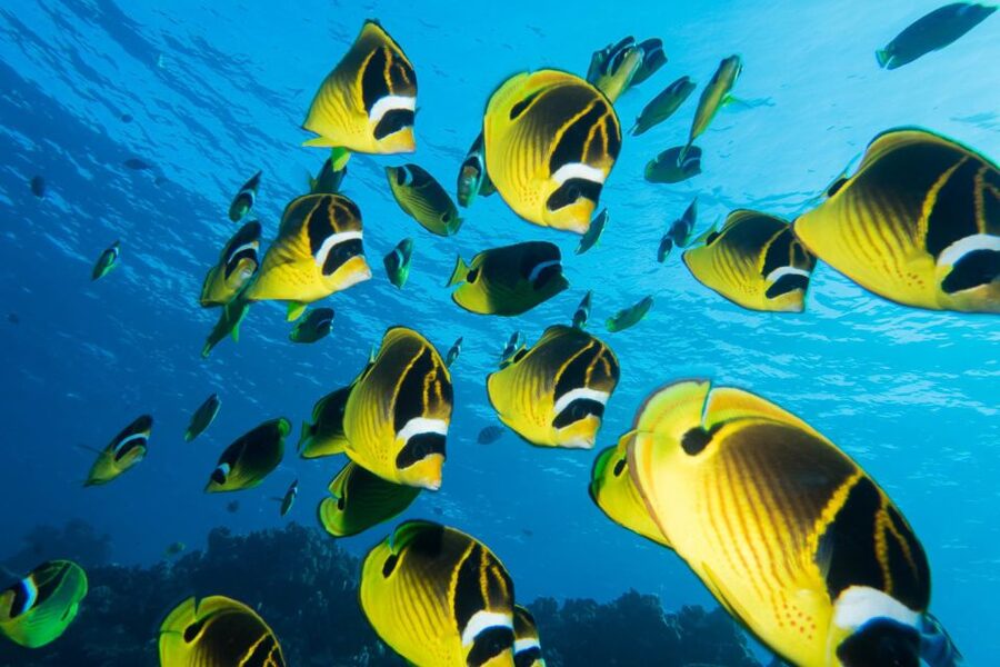 Maui: Beginner Discovery Scuba Dive Excursion from Lahaina - What the Lahaina scuba session is really like